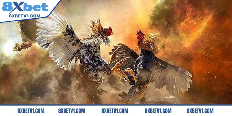 Cách chơi đá gà tại cổng cược