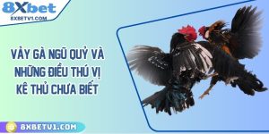 Vảy Gà Ngũ Quỷ Và Những Điều Thú Vị Kê Thủ Chưa Biết